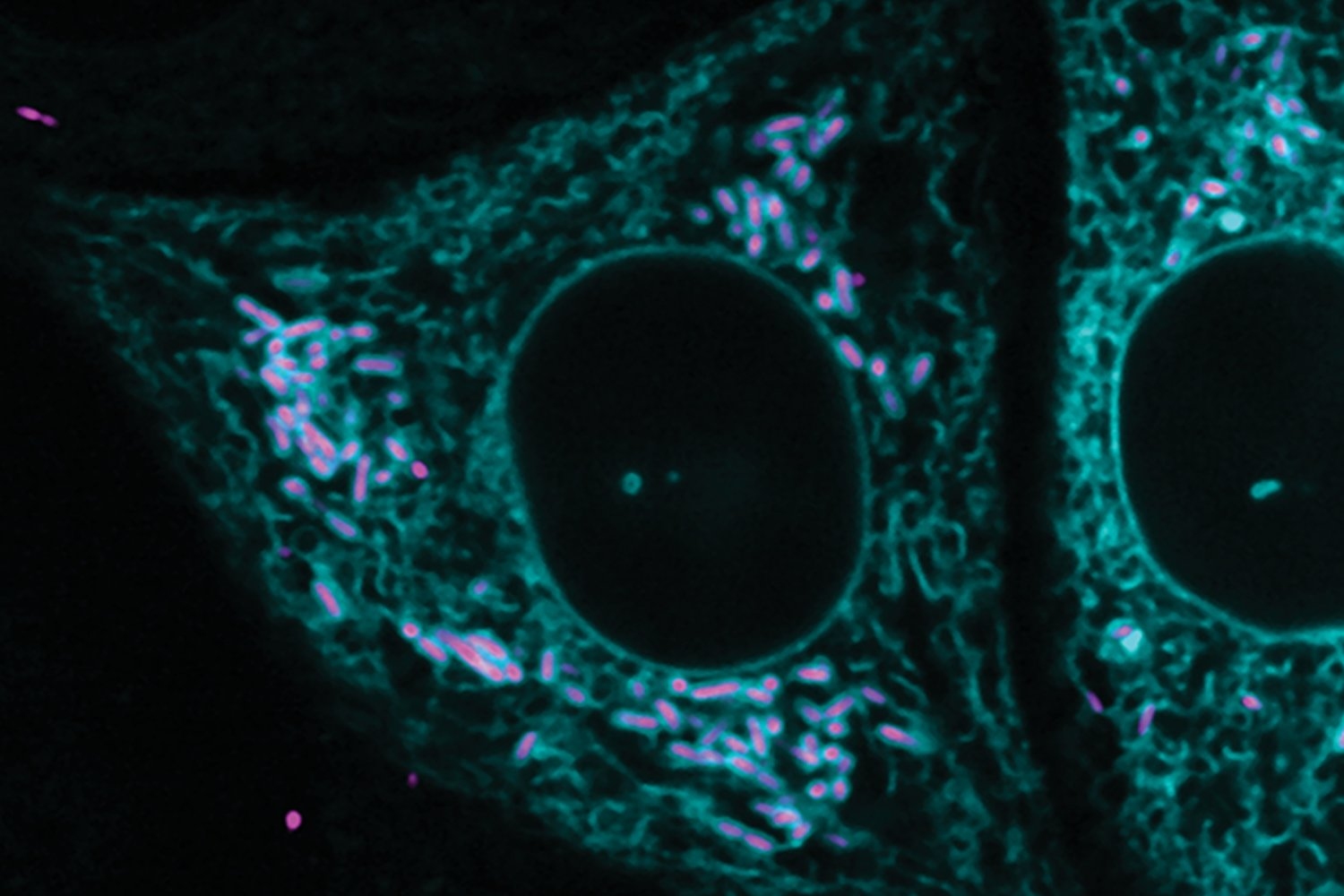 Kingdoms collide as bacteria and cells form captivating connections