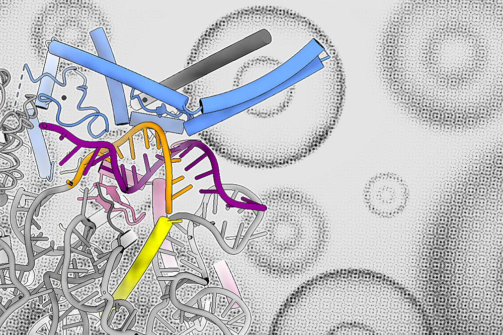 MIT biologists discover a new type of control over RNA splicing