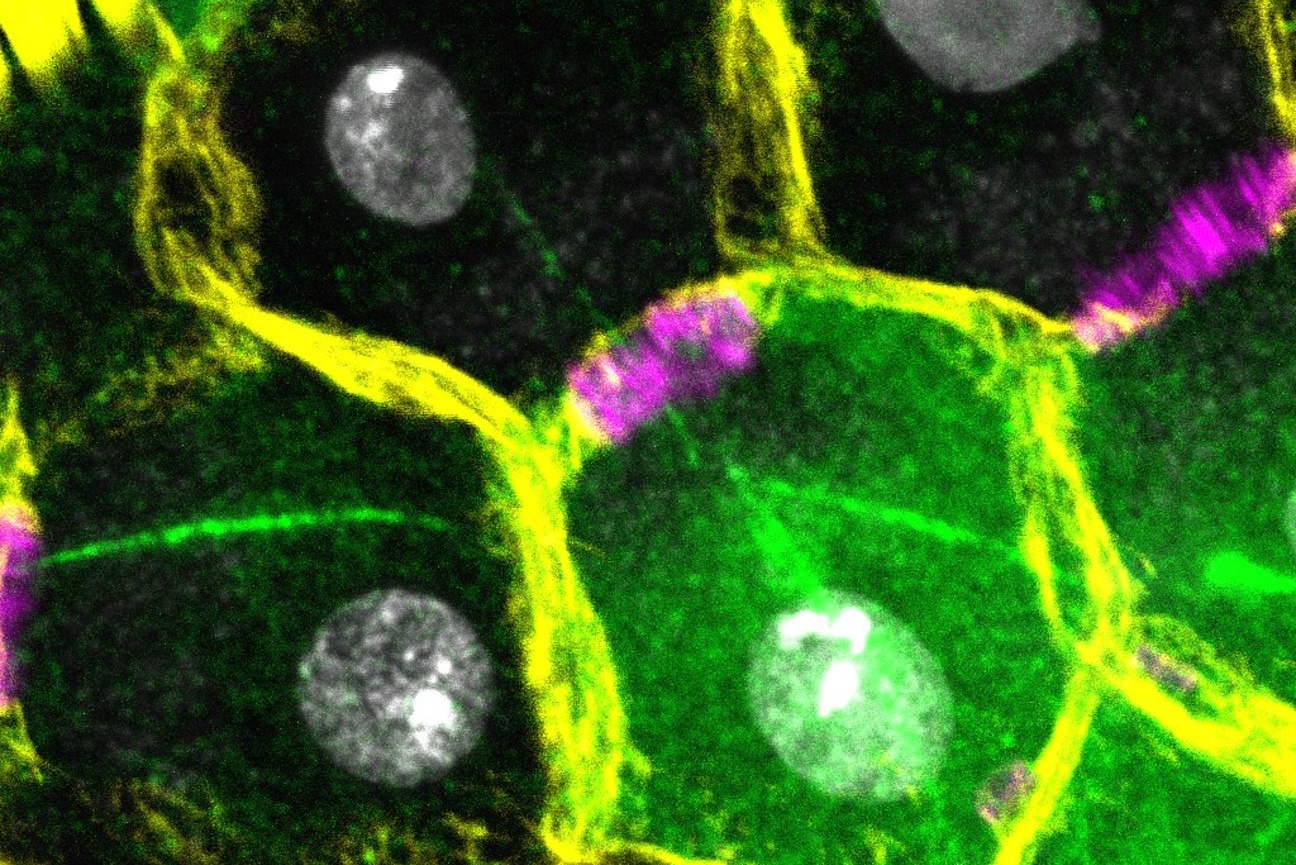 A selfish gene unlike any other