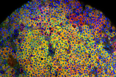 How stem cell descendants preserve flexibility while maintaining distinct identities
