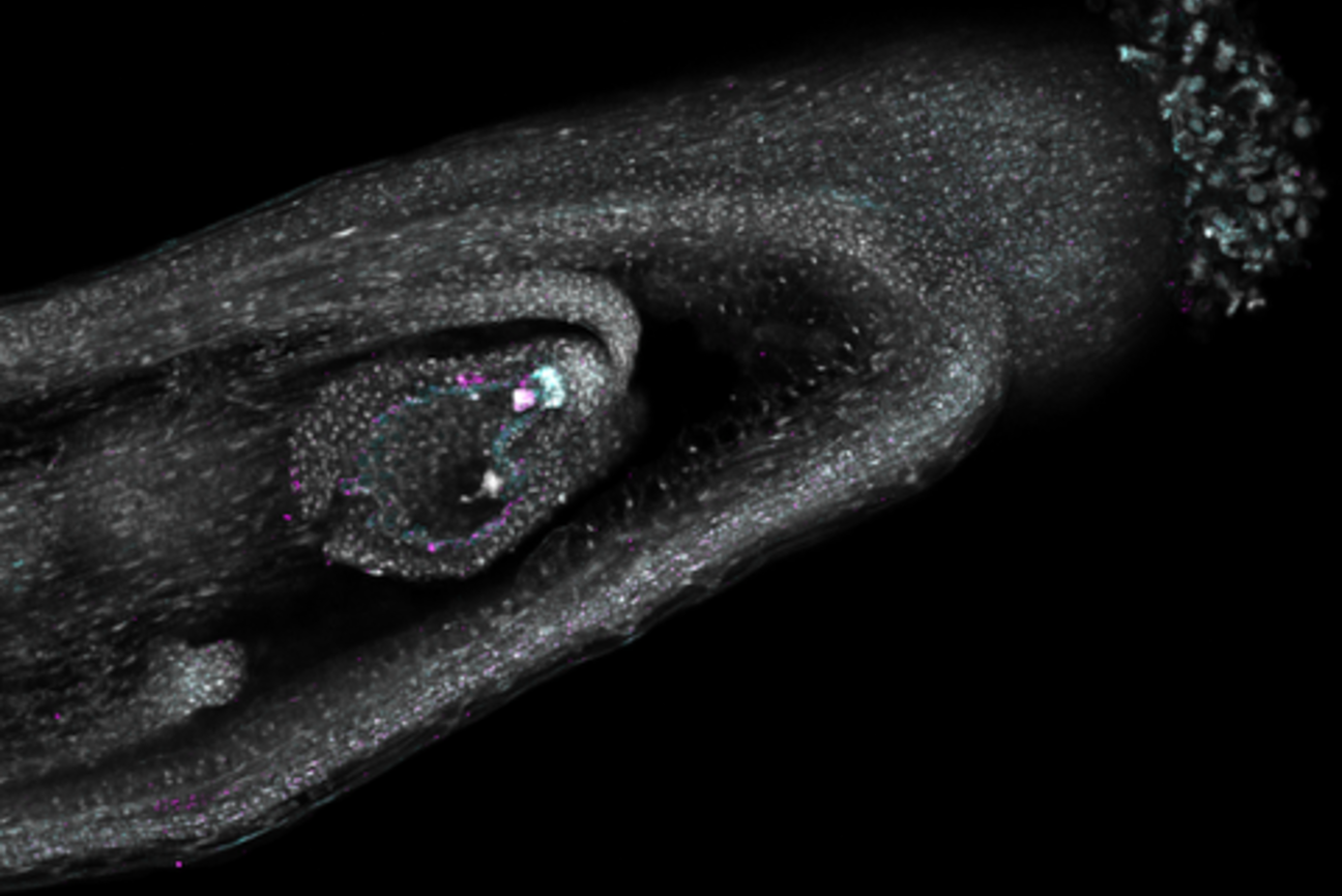 Scientists map which genes are active in a developing seed to build hardier crops