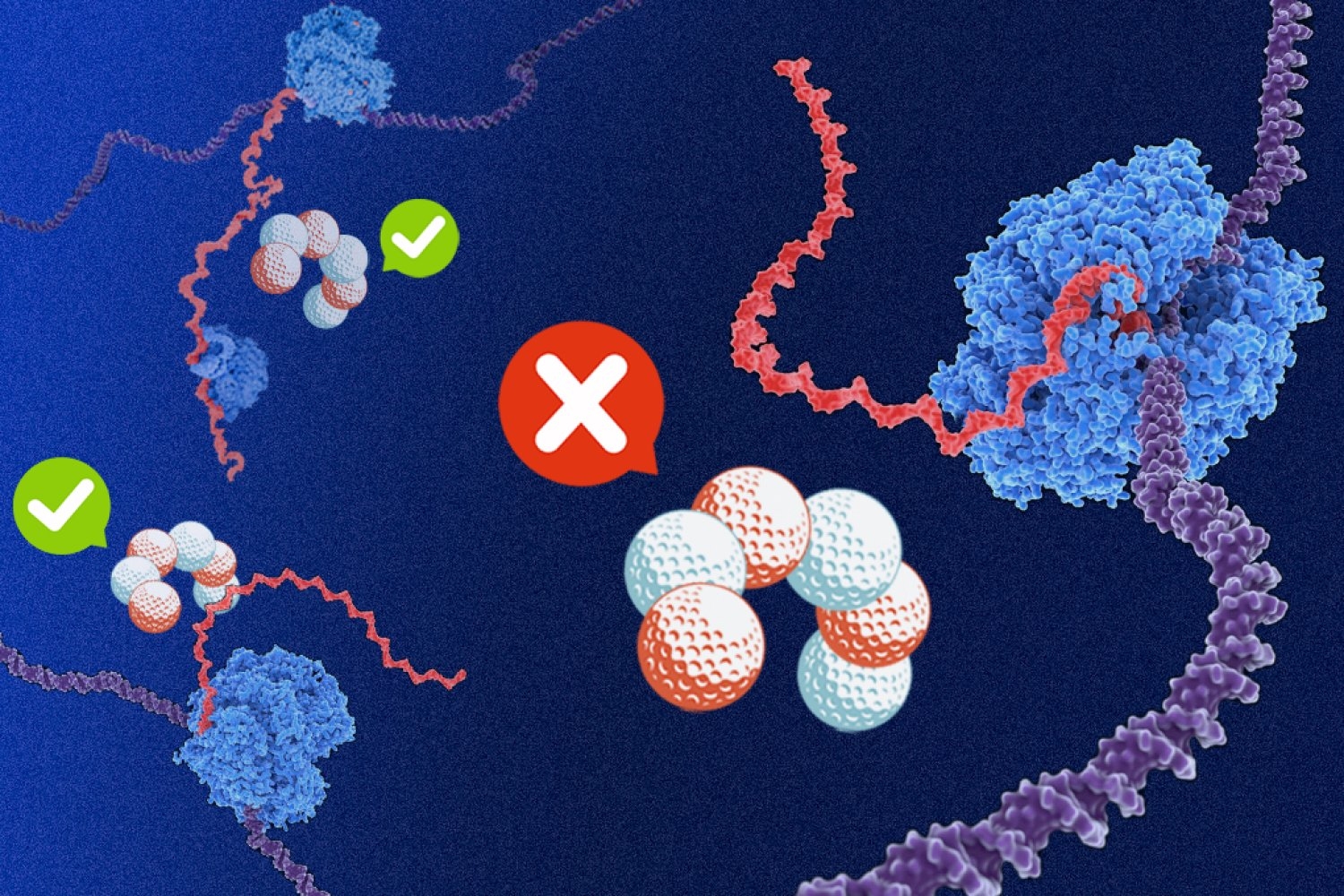 Why are some bacterial genes high in purines?