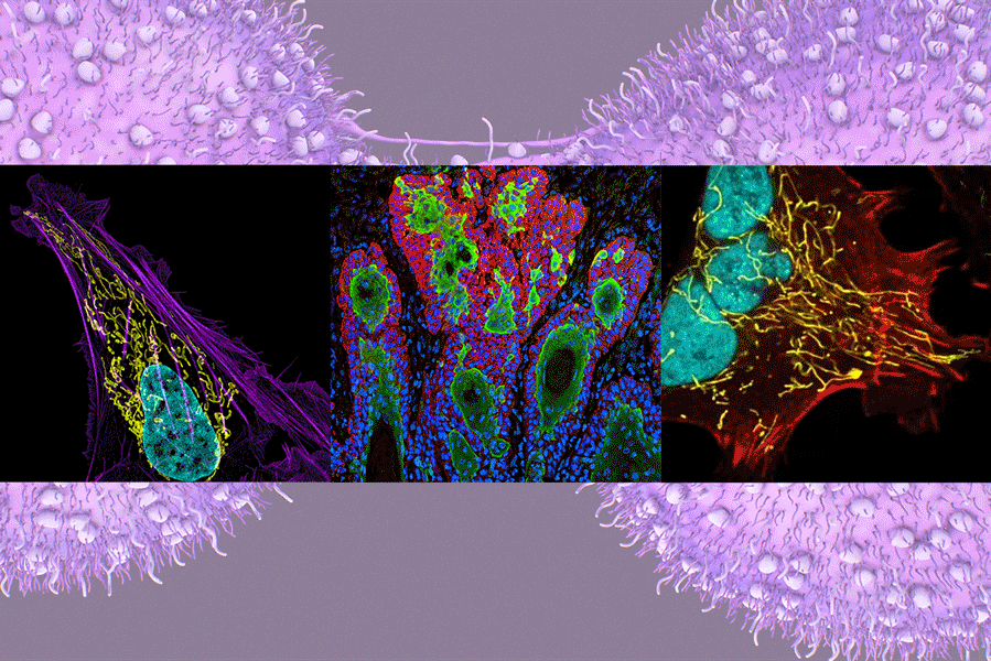 Scientists unveil more than 600 new tissue models of human cancer