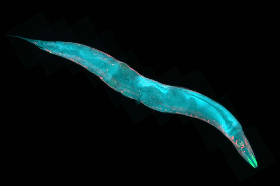 DNA shaper steers nervous system development
