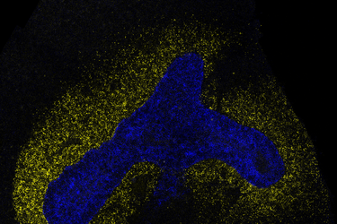 AI model decodes the language cells use to communicate