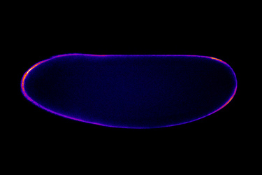 How an embryo draws the line between body and germline